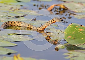 The dice snake Natrix tessellata caught a fish