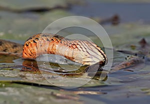 The dice snake Natrix tessellata caught a fish and eat it