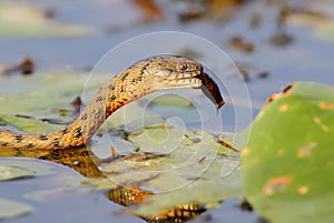 The dice snake Natrix tessellata caught a fish and eat it