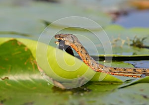 The dice snake Natrix tessellata caught a fish and eat it