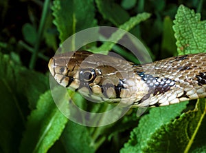 The dice snake (Natrix tessellata), close-up of a water snake\'s head