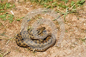 Dice snake or Natrix tessellata is a European nonvenomous snake.