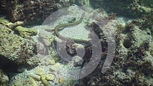 The dice snake Natrix tessellata hunts fish underwater. European nonvenomous snake belonging to the family Colubridae