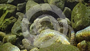 The dice snake Natrix tessellata hunts fish underwater. European nonvenomous snake belonging to the family Colubridae, subfamily