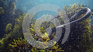 The dice snake Natrix tessellata hunts fish underwater. European nonvenomous snake belonging to the family Colubridae, subfamily