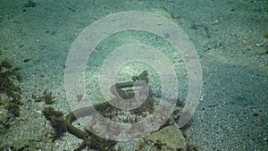 The dice snake Natrix tessellata hunts fish underwater. European nonvenomous snake belonging to the family Colubridae, subfamily