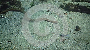 The dice snake Natrix tessellata hunts fish underwater. European nonvenomous snake belonging to the family Colubridae, subfamily