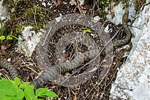 Dice snake, Natrix tessellata in Plitvice National Park, Croatia in Europe