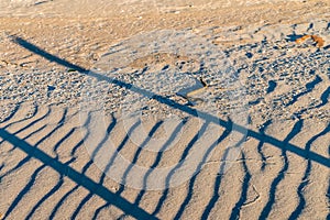 Dice snake or Natrix tessellata on sand