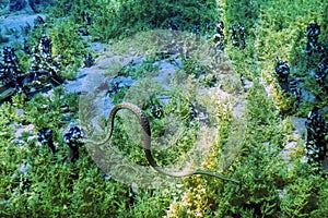 Dice Snake Natrix tessellata swimming in the clear water