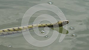 The dice snake Natrix tessellata. Water snake.