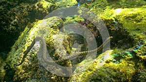 The dice snake Natrix tessellata, a water snake preys on small fish on the seabed in the Black Sea