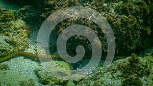 The dice snake Natrix tessellata, a water snake preys on small fish on the seabed in the Black Sea