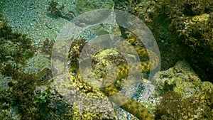The dice snake Natrix tessellata, a water snake preys on small fish on the seabed in the Black Sea
