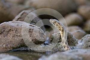 Kostkový had Natrix tessellata, mladý had vynořující se z vody, malá hlava se žlutýma očima nad vodou.