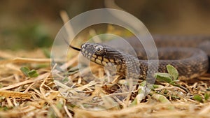 Dice snake in summer. Water Snake sticks out its tongue. Reptile, reptiles, Wild