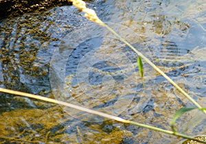 The dice snake swimming on the bottom of a shallow river