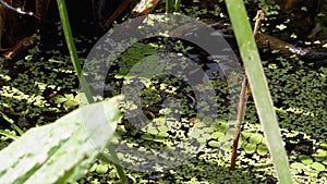 Dice Snake Swims through Marshes of Swamp Thickets and Algae. Slow Motion.