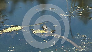 Dice Snake Swims through Marshes of Swamp Thickets and Algae. Slow Motion