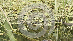 Dice Snake Swims through Marshes of Swamp Thickets and Algae. Slow Motion