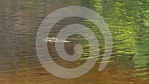 Dice Snake Swims in River. Slow Motion.