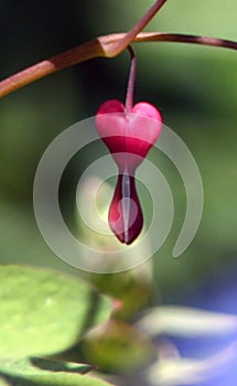 Dicentra