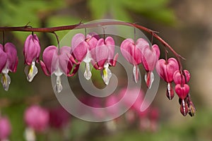 Dicentra