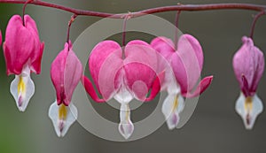 Dicentra, or Bleeding Hearts, little pink and white flowers in the shape of a heart, also known as 'lady in the bath'
