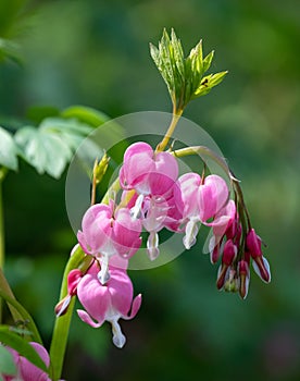 Dicentra, also known as Bleeding Hearts, perfect little pink and white flowers in the shape of a heart, photographed at RHS Wisley