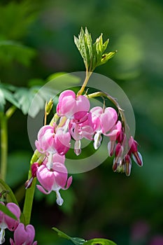 Dicentra, also known as Bleeding Hearts, perfect little pink and white flowers in the shape of a heart, photographed at RHS Wisley