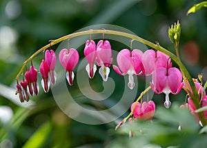 Dicentra, also known as Bleeding Hearts, perfect little pink and white flowers in the shape of a heart, photographed at RHS Wisley