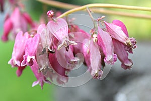 Dicentra Amore Pink wild flower photo