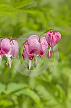 Dicentra - Bleeding Heart Flowers