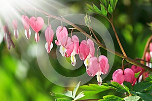 Dicentra - Bleeding Heart Flowers in sunny day. Spsce for text. Love Valentine day concept. Spring Background