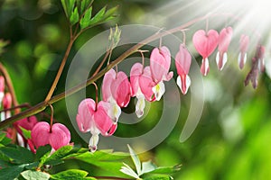 Dicentra - Bleeding Heart Flowers in sunny day. Spsce for text. Love Valentine day concept. Spring Background