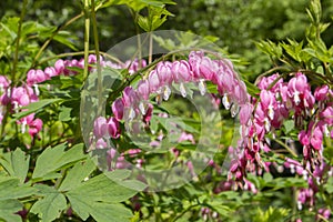 Dicentra Bleeding Heart long branches of clusters with pink flowers Heart. Garden decorative perennial plant. Beautiful flowers of