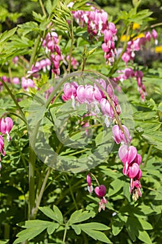 Dicentra Bleeding Heart spring bloom garden decorative flowers. Long bunches of pink flowers heart. Beautiful flowers of unusual