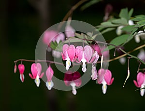 Dicentra, or Bleeding Hearts, little pink and white flowers in the shape of a heart, also known as \'lady in the bath\'