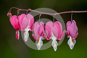 Dicentra, or Bleeding Hearts, little pink and white flowers in the shape of a heart, also known as 'lady in the bath'