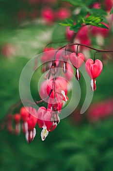 Dicentra, broken heart, bleeding heart