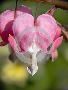 Dicentra formosa aka Bleeding Heart in garden, flowering in spring, closeup detail.