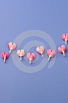 Dicentra formosa  flowers on blue background with space for text. Happy Mother`s Day, St. Valentineâ€™s day greeting card. Flat