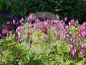 Dicentra formosa pink heartshaped drooping flowers