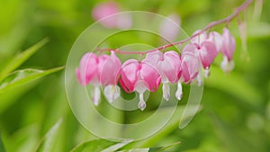 Dicentra known as bleeding-hearts. Flower in pink and white color. Slow motion.
