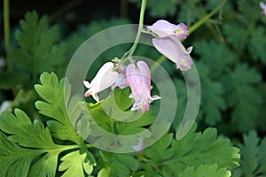 Dicentra `Luxuriant` , Bleeding Heart