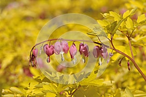 Dicentra spectabilis