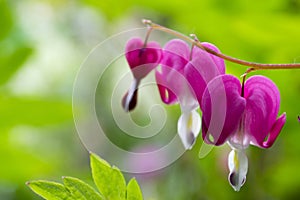 Dicentra spectabilis asian bleeding hearts, heart shaped flowers