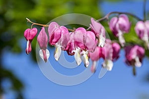 Dicentra spectabilis asian bleeding hearts, heart shaped flowers