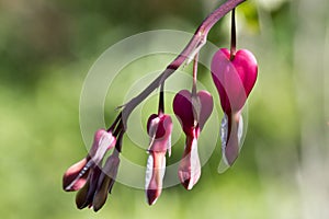 Dicentra spectabilis asian bleeding hearts, heart shaped flowers