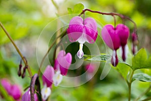 Dicentra spectabilis asian bleeding hearts, heart shaped flowers